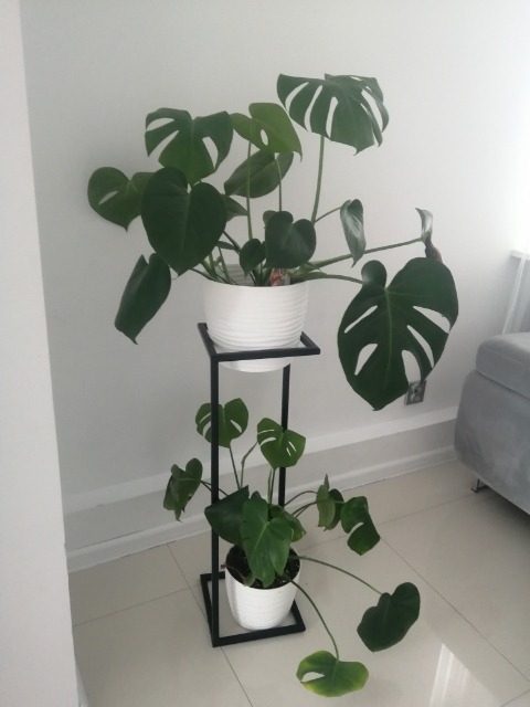 Dwie doniczki z zielonymi roślinami typu monstera umieszczone na czarnym, metalowym stojaku w minimalistycznym stylu, ustawionym w rogu jasnego pomieszczenia z białymi ścianami i podłogą.