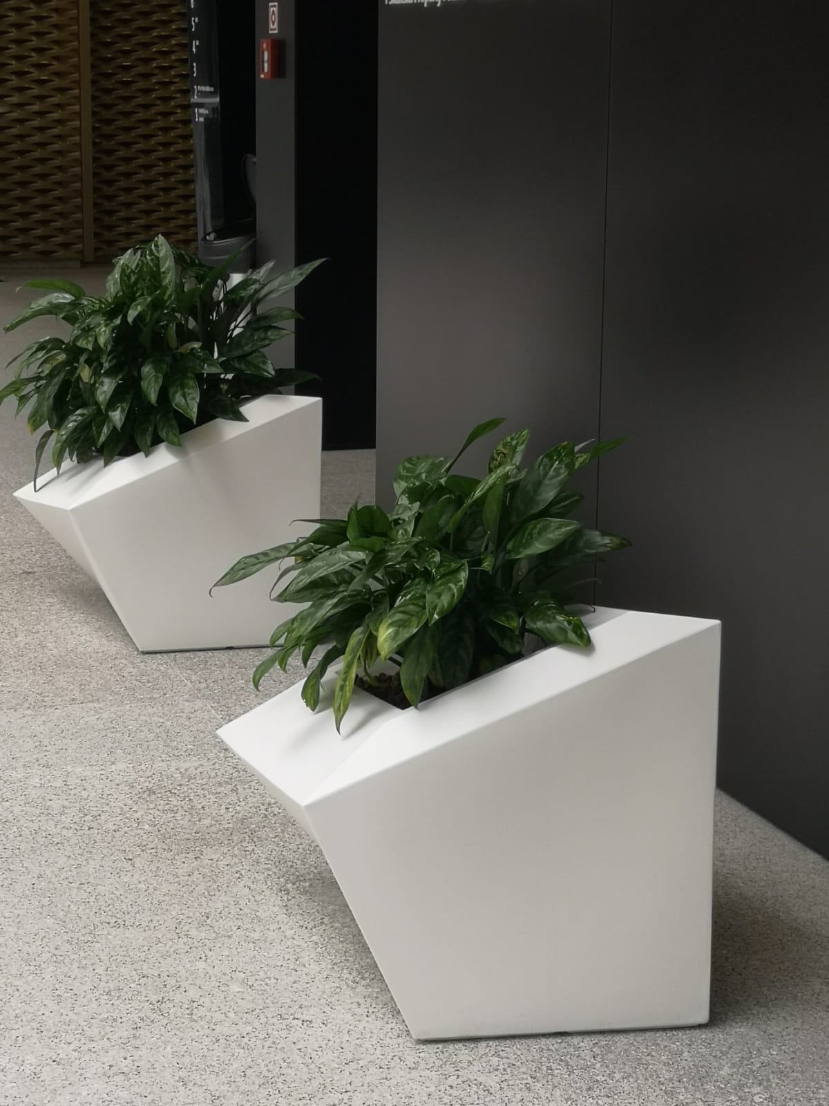 Dwie nowoczesne, białe donice o geometrycznym kształcie, zawierające zielone rośliny, umieszczone wewnątrz budynku na szarym podłożu.