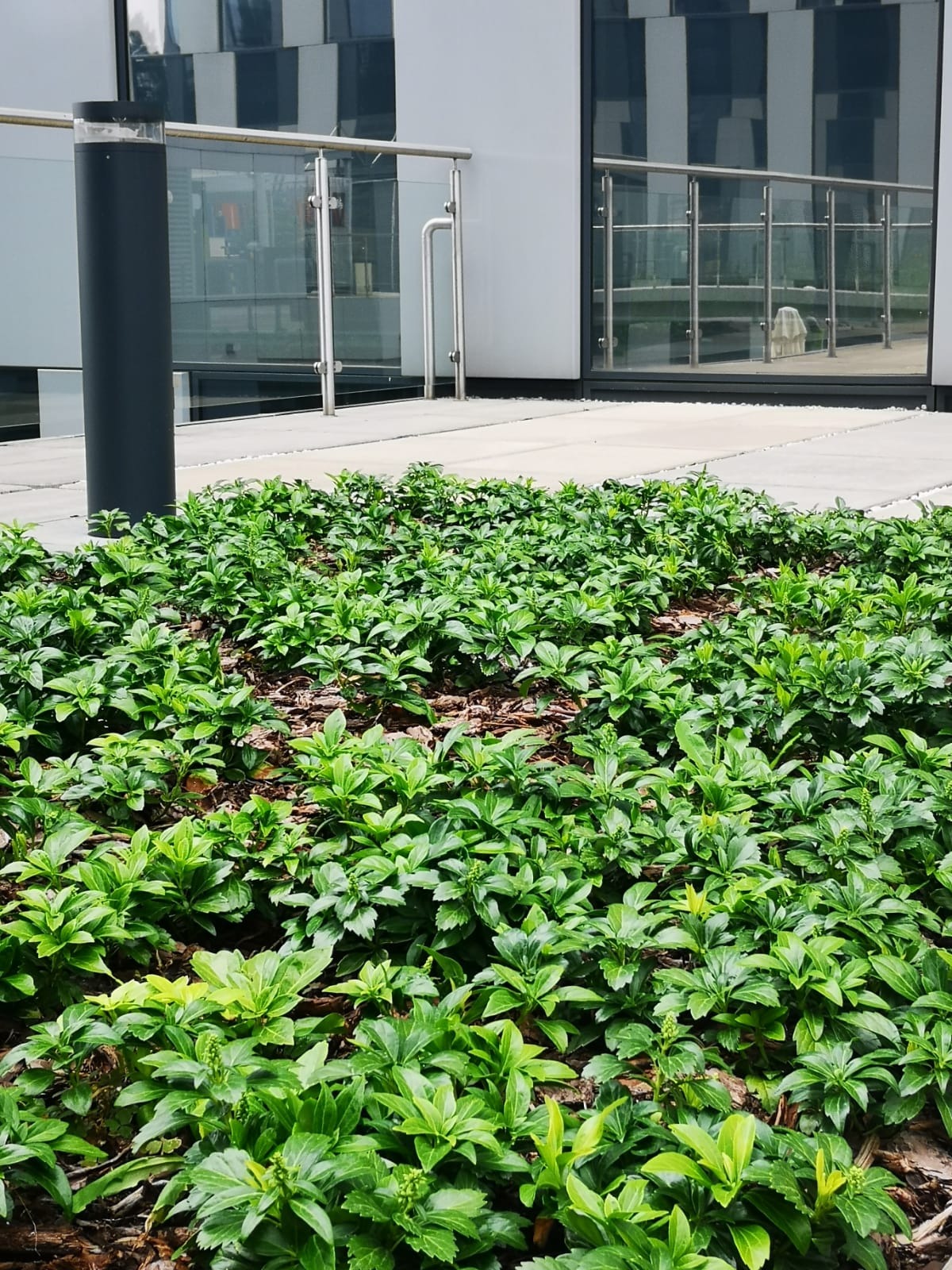 Kępy zielonych krzewów liściastych na korze, posadzone przy nowoczesnym budynku z przeszklonymi balustradami.