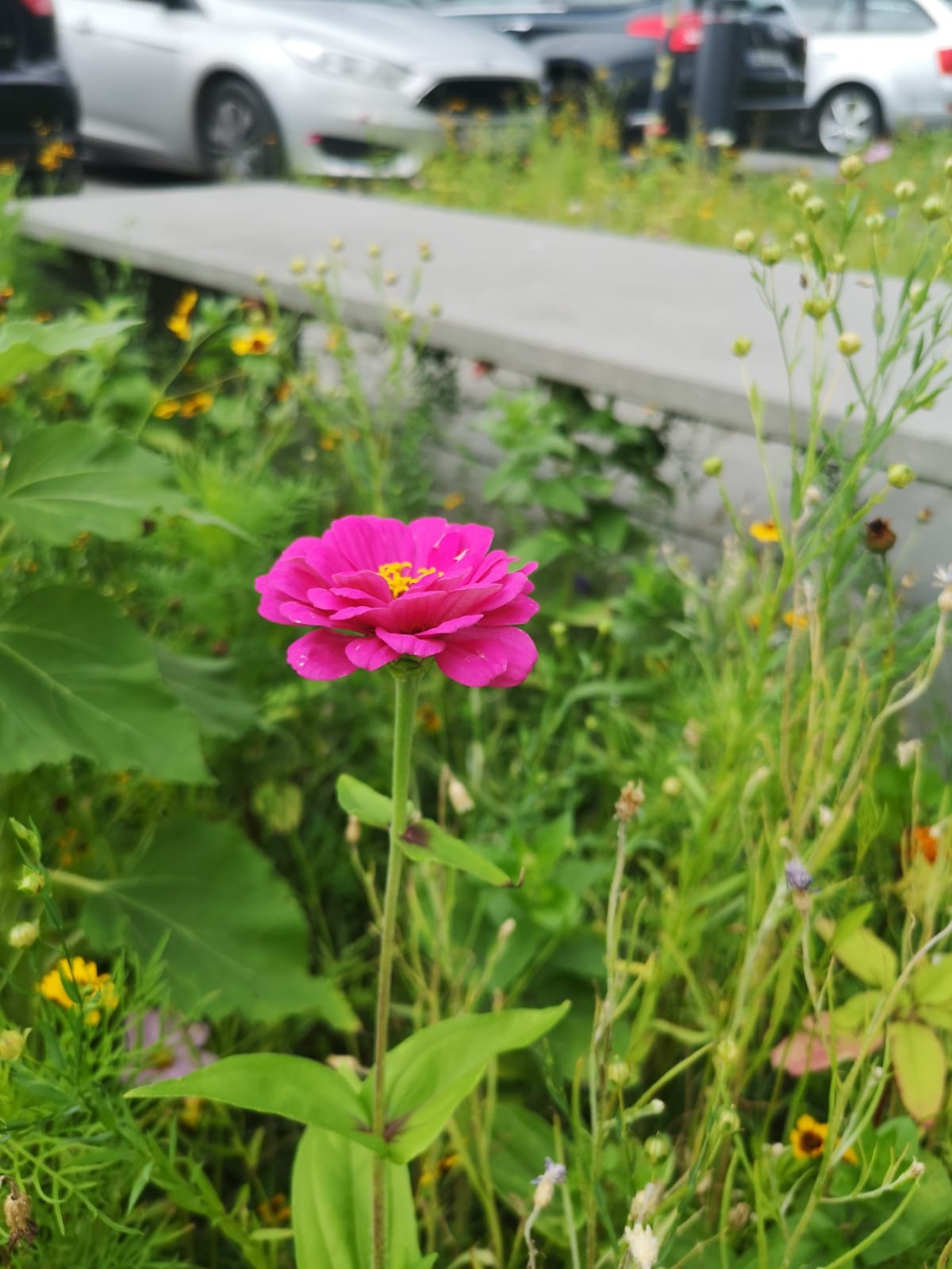 Pojedynczy, intensywnie różowy kwiat cynii z żółtym środkiem, otoczony zielenią, na tle betonowego murku i zaparkowanych samochodów.