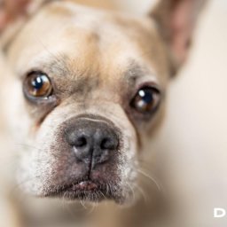 DKL4U - Portret buldoga francuskiego z bliska, z widocznymi brązowymi oczami i czarnym nosem, skierowanego w górę, z logo w prawym dolnym rogu.