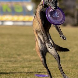 DKL4U - Malinois w locie łapie fioletowy dysk na trawiastym boisku, w tle widoczne rozmyte litery na tablicy.