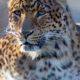 DKL4U - Portret amurskiego lamparta z bliska, ukazujący jego charakterystyczne cętki, intensywne spojrzenie i białe wąsy na tle rozmytego otoczenia.