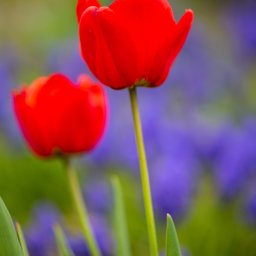 DKL4U - Dwa czerwone tulipany na tle rozmytych fioletowych kwiatów i zielonej trawy, z ostrością na pierwszym planie.
