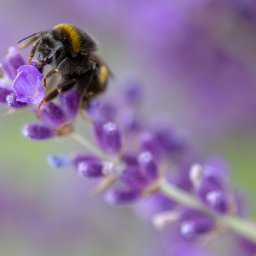 DKL4U - Zbliżenie trzmiela zbierającego nektar z fioletowego kwiatu lawendy, z rozmytym tłem innych kwiatów.