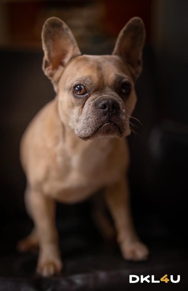 Portret uroczego, beżowego buldoga francuskiego z brązowymi oczami, siedzącego na ciemnym tle, z logo DKL4U w prawym dolnym rogu.
