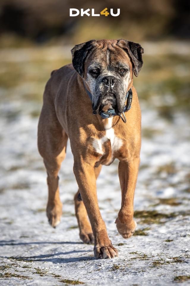 Biegający pies rasy bokser z niebieską obrożą na ośnieżonym terenie, z widocznym logo DKL4U w górnej części kadru.