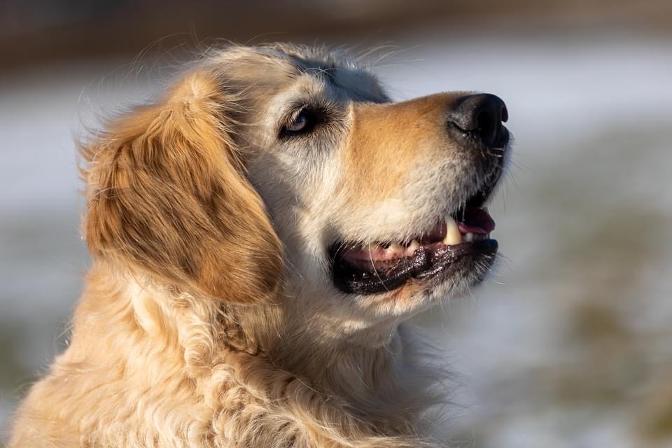 Portret golden retrievera z otwartym pyskiem, skierowanego w górę, na rozmytym tle.