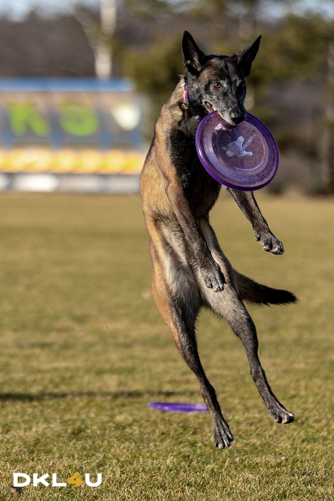Malinois w locie łapie fioletowy dysk na trawiastym boisku, w tle widoczne rozmyte litery na tablicy.