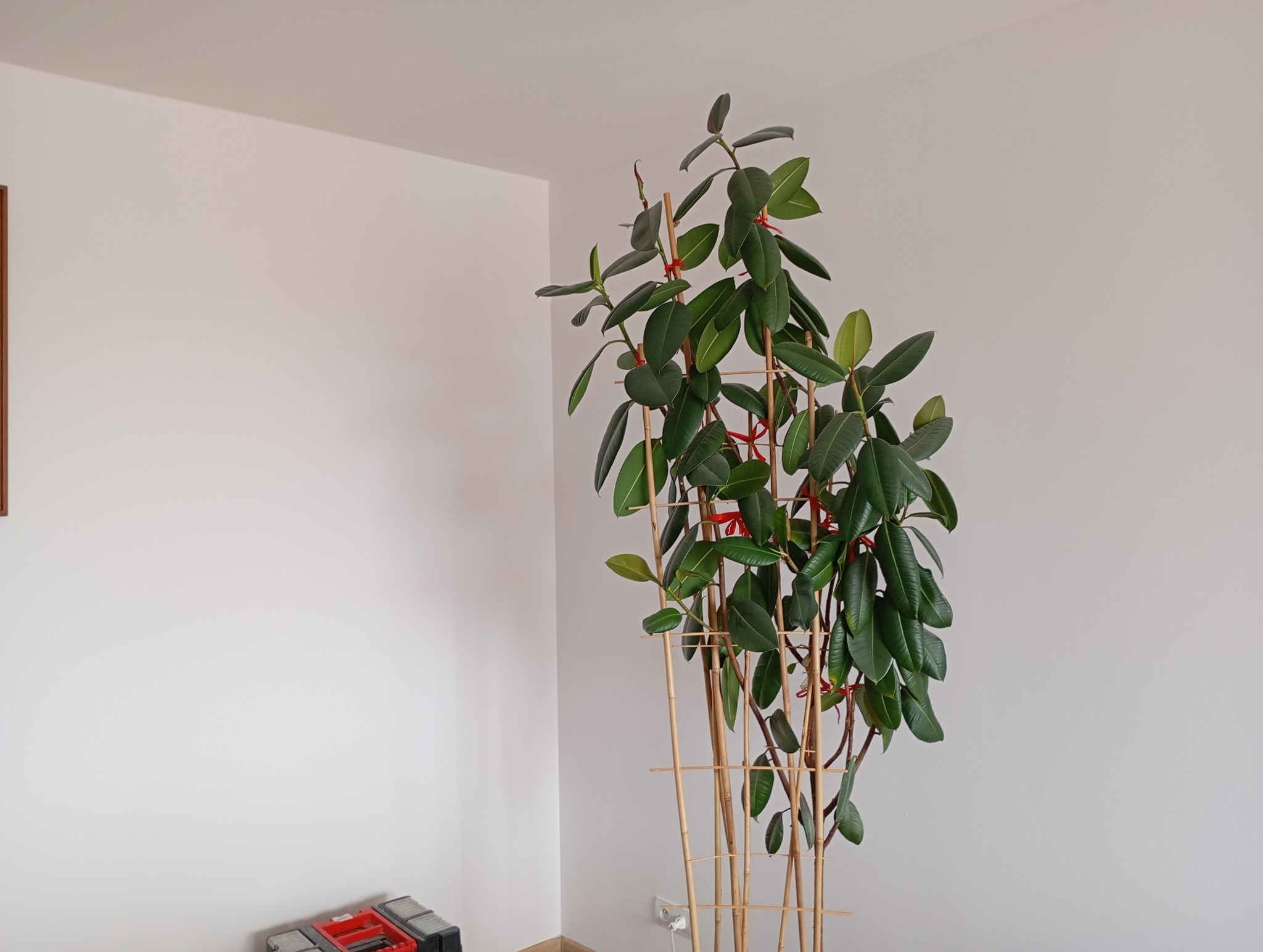 Fikus sprężysty w jasnym wnętrzu, podparty bambusowymi tyczkami z czerwonymi wiązaniami. W tle biała ściana i narożnik, na podłodze skrzynki narzędziowe.