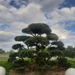Formowany iglak w ogrodzie, z kulistymi elementami dekoracyjnymi i mulczem, na tle błękitnego nieba z obłokami.