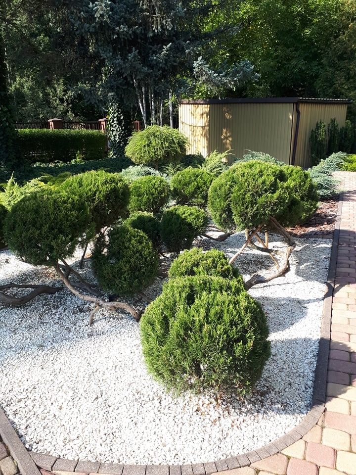 Kompaktowe, kuliste krzewy iglaste na tle białego żwiru, z widocznymi, powyginanymi pniami, obok ścieżki z kostki brukowej i drewnianej altany.
