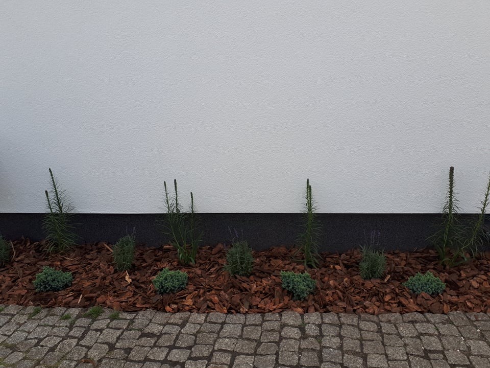 Nowo posadzone rośliny ozdobne, w tym niskie krzewy i wysokie kwiaty, wyściółkowane korą drzewną pod białą ścianą budynku i obok kostki brukowej.