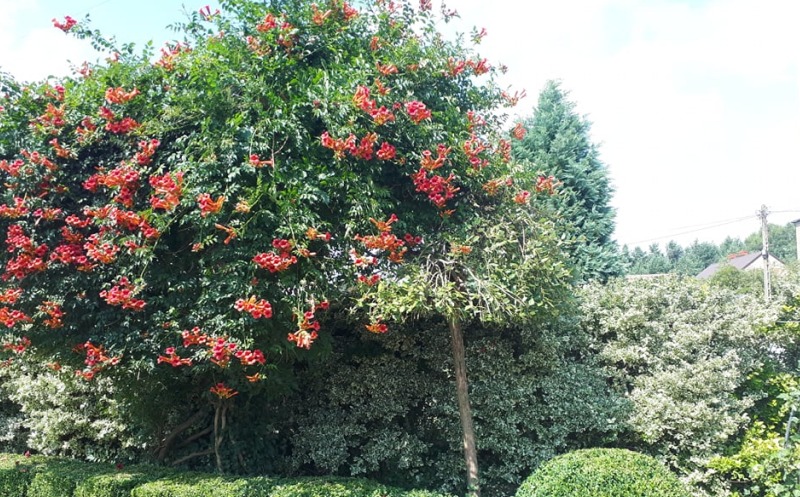 Kwitnące pnącze milinu amerykańskiego o intensywnie pomarańczowych kwiatach, rosnące na drzewie w zadbanym ogrodzie z formowanymi krzewami.