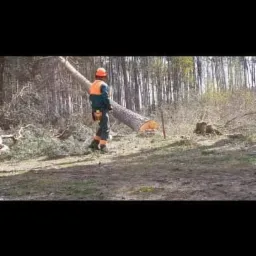 Drwal w kasku i odzieży ochronnej stoi obok ściętego drzewa w lesie, widoczne ścięte gałęzie i pnie drzew.