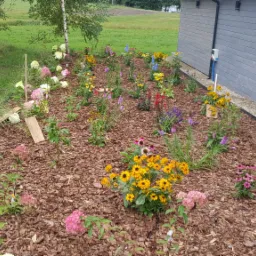 Rabata kwiatowa z korą, różnokolorowe kwiaty, hortensje, obrzeże z kostki, szary budynek z oknem w tle, trawnik z brzozami w oddali.