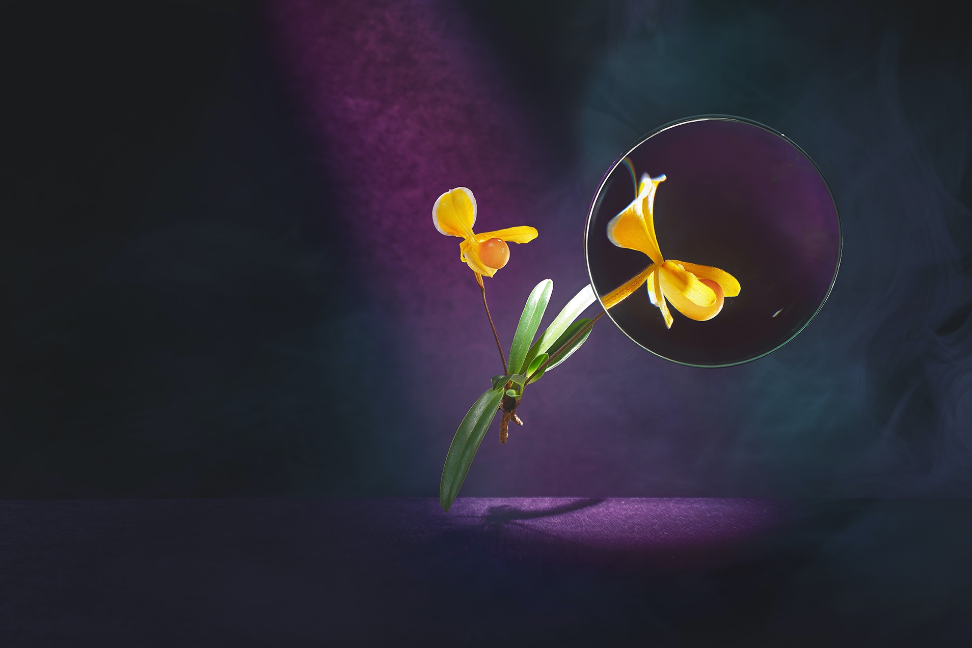 Żółty storczyk Paphiopedilum na ciemnym tle z efektem lustra, podkreślony punktowym oświetleniem.