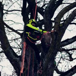 Arborysta w kasku i odzieży ochronnej, zabezpieczony linami, tnie gałęzie drzewa piłą łańcuchową na wysokości.