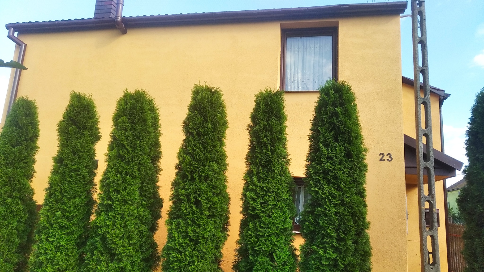 Żółty dom z numerem 23, otoczony rzędem wysokich, zielonych tuj, z widocznym oknem z firanką i elementami brązowego dachu.