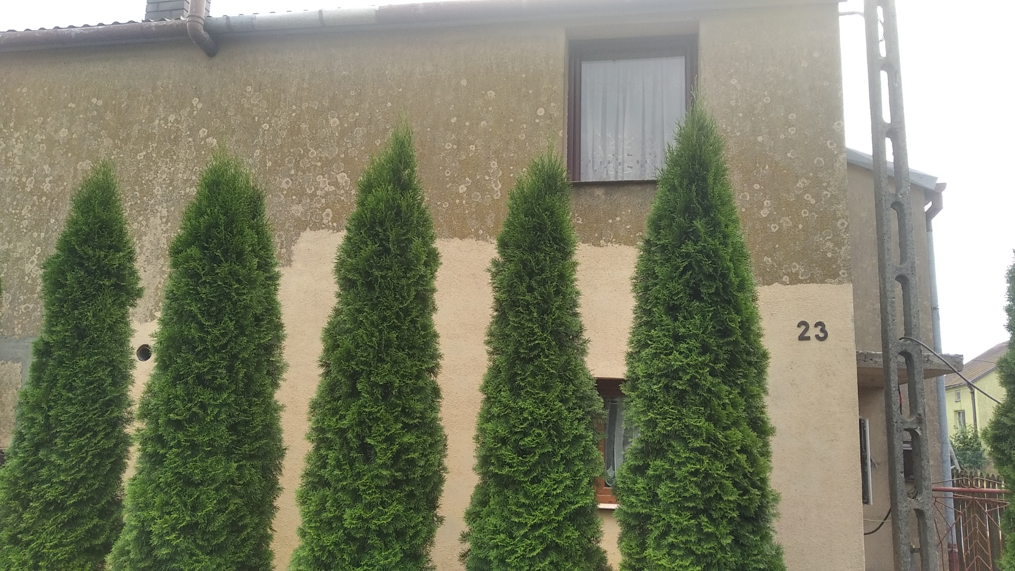 Dwukondygnacyjny dom z beżową elewacją, numerem 23 i rzędem pięciu wysokich, gęstych, zielonych tuj przed ścianą.