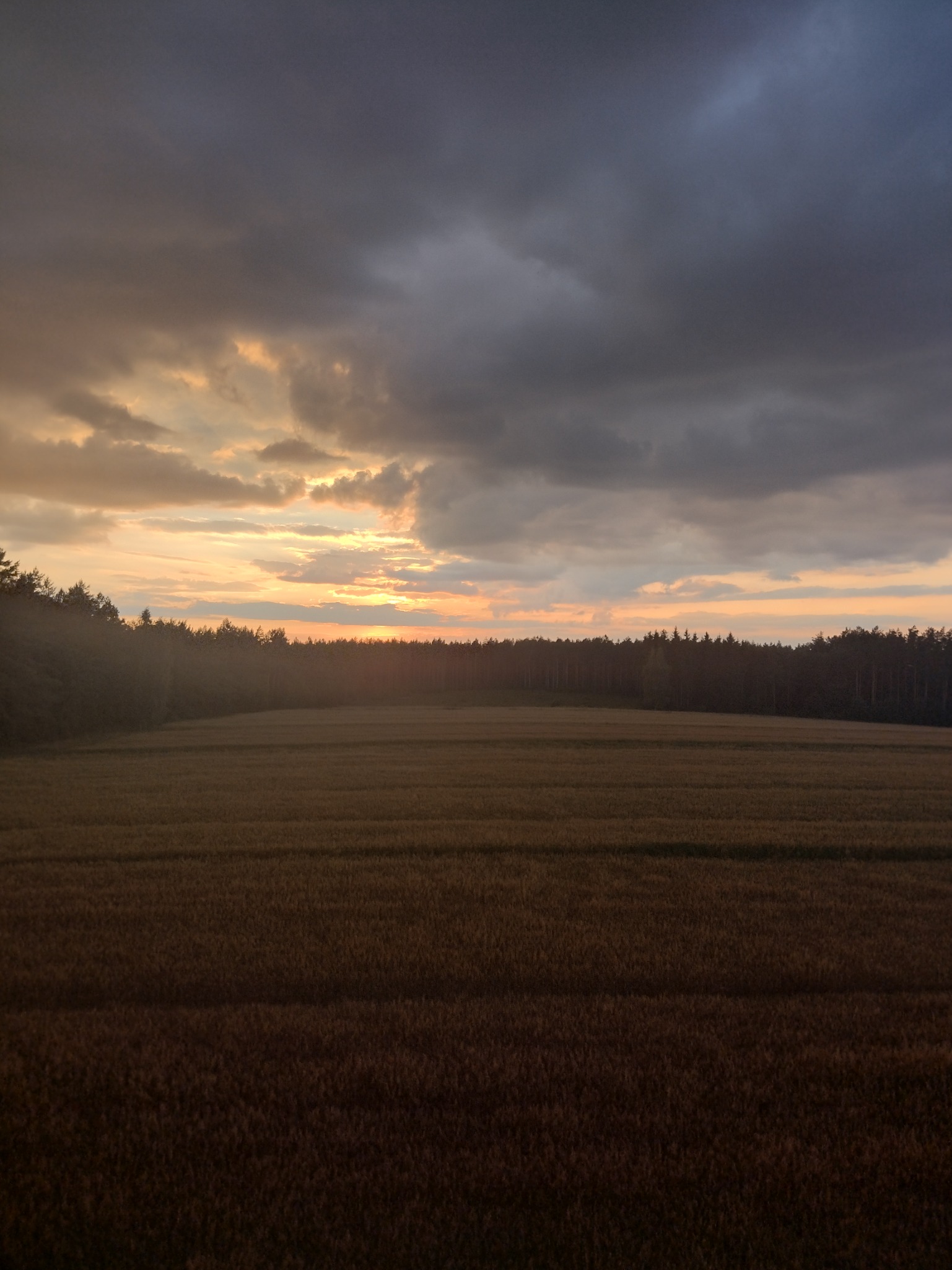Krajobraz pola uprawnego z rzędem drzew na horyzoncie pod pochmurnym niebem o zachodzie słońca, z widocznymi promieniami przebijającymi się przez chmury.