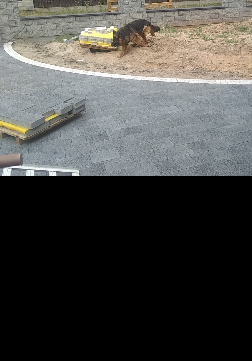 Układanie szarej kostki brukowej na podjeździe, paleta z kostką i pies rasy owczarek niemiecki w tle.