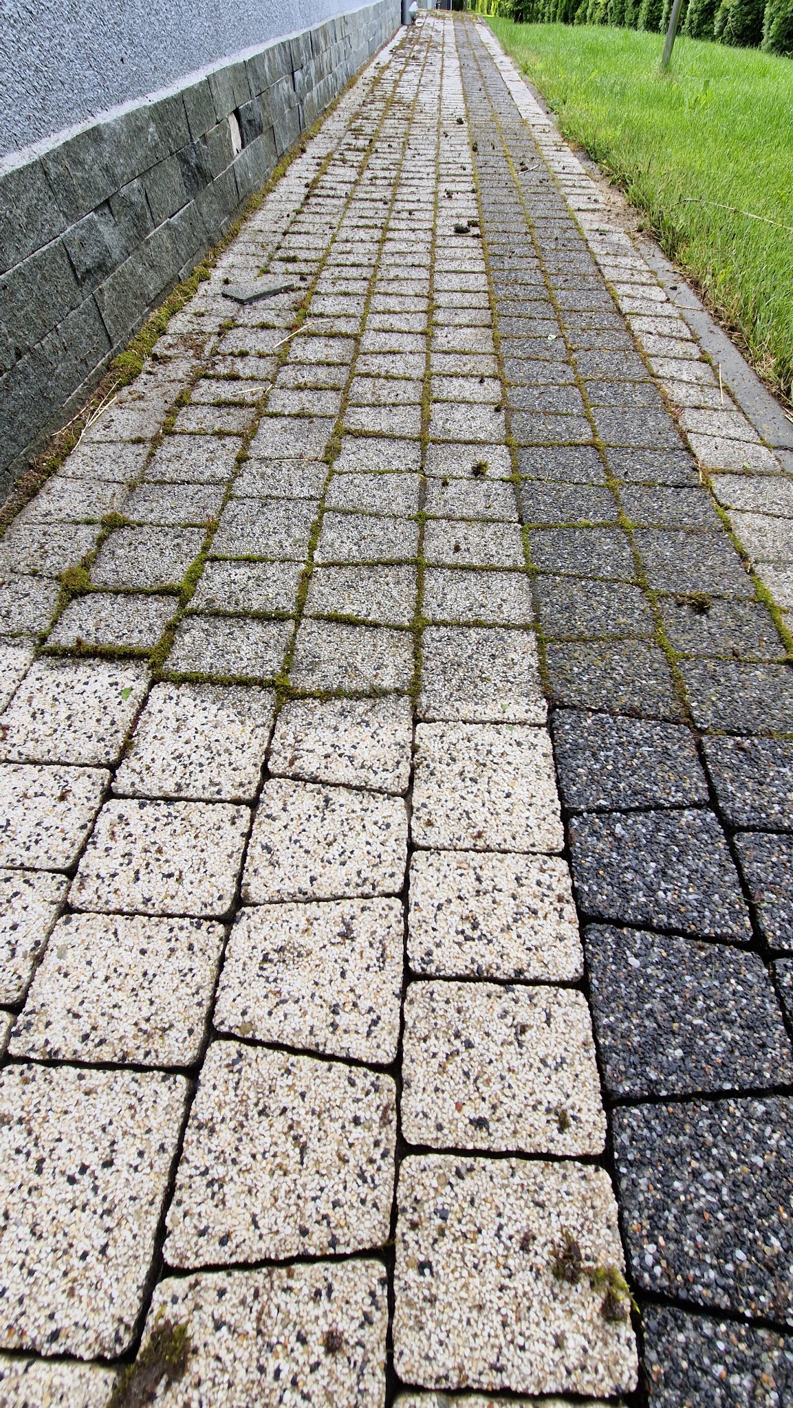 Częściowo wyczyszczona kostka brukowa ukazuje różnicę w kolorze, z mchem w szczelinach. Perspektywa z dołu wzdłuż ścieżki, trawa po prawej, mur po lewej.