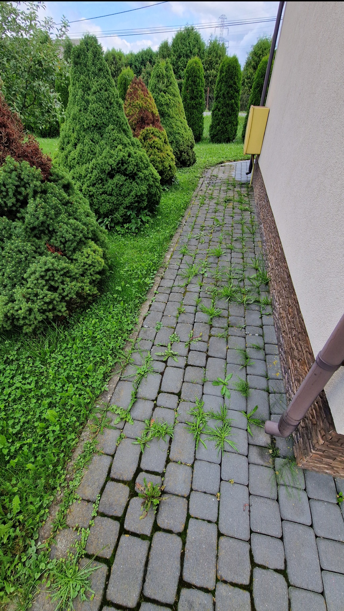 Szara kostka brukowa z zielonymi chwastami w szparach, obok trawnik i rząd tuj, rynna przy ścianie budynku. Widok z góry na zaniedbany chodnik.