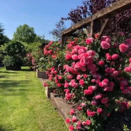 Kwitnące, różowe róże pną się wzdłuż drewnianej konstrukcji w zadbanym ogrodzie z zielonym trawnikiem, widoczne kamienne obrzeża i ścieżka z płyt.
