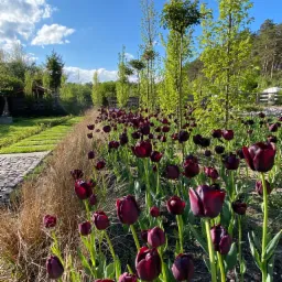 Rząd bordowych tulipanów 'Queen of Night' wzdłuż kamiennej ścieżki i strzyżonych drzew na zadbanym trawniku w słoneczny dzień.