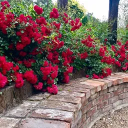Kaskada intensywnie czerwonych róż pnących się zza niskiego, zakrzywionego murku z cegły, na tle zieleni ogrodu.