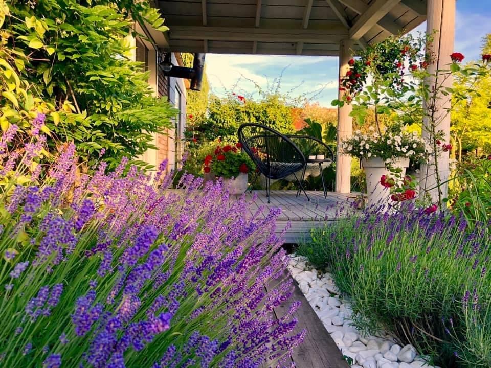 Kwitnąca lawenda wzdłuż drewnianej ścieżki prowadzącej do altany z czarnymi krzesłami i stołem, otoczonej różami i innymi roślinami w donicach.