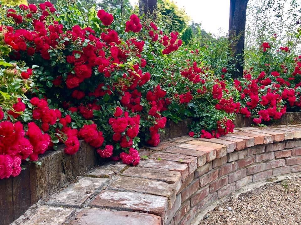 Kaskada intensywnie czerwonych róż pnących się zza niskiego, zakrzywionego murku z cegły, na tle zieleni ogrodu.