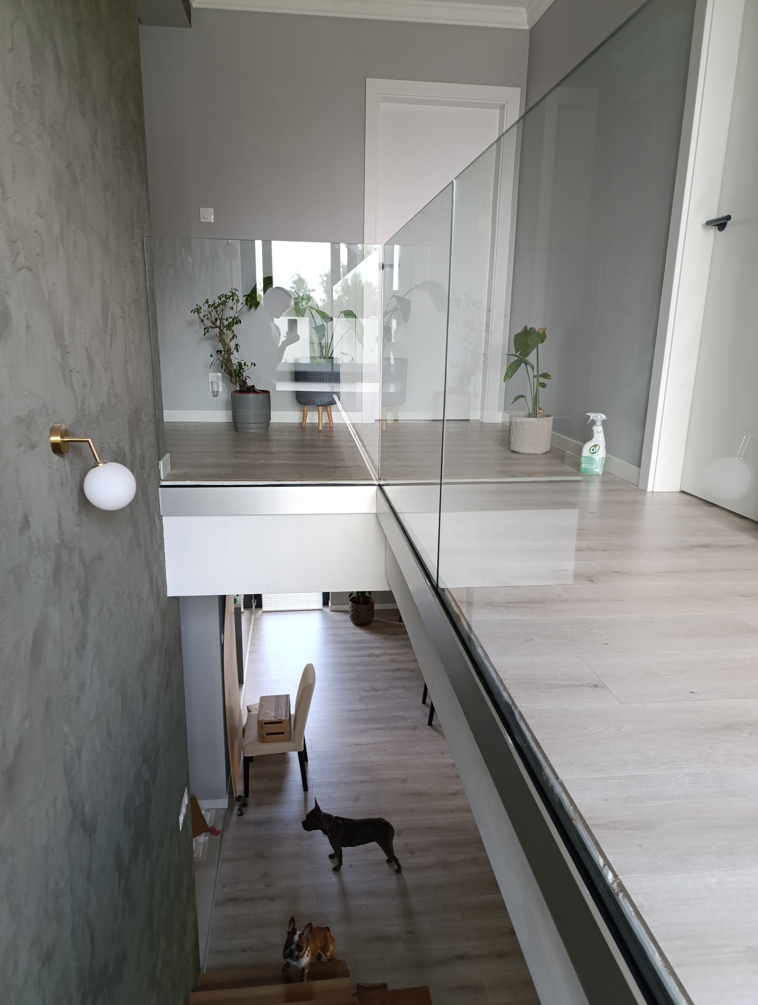 Nowoczesna balustrada szklana z widokiem na schody, dwa psy na schodach, minimalistyczne wnętrze z roślinami doniczkowymi i lampą ścienną w kolorze złota.
