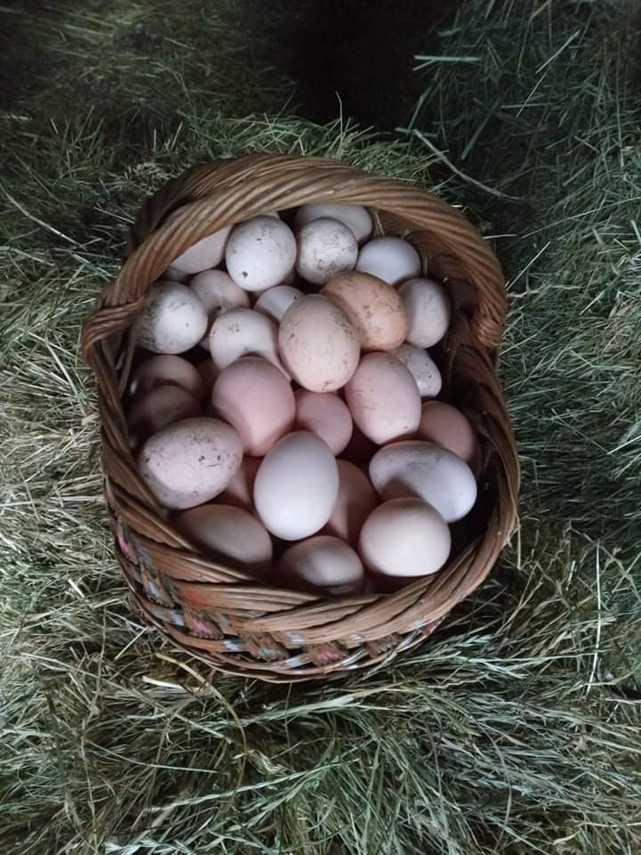 Kosz wiklinowy wypełniony różnokolorowymi produktami rolnymi, leżący na sianie.