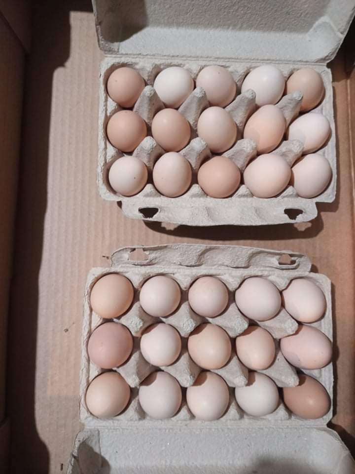 Dwa kartony po 20 jaj w odcieniach bieli i beżu, ułożone w tekturowych wytłoczkach, sfotografowane w słabym oświetleniu.