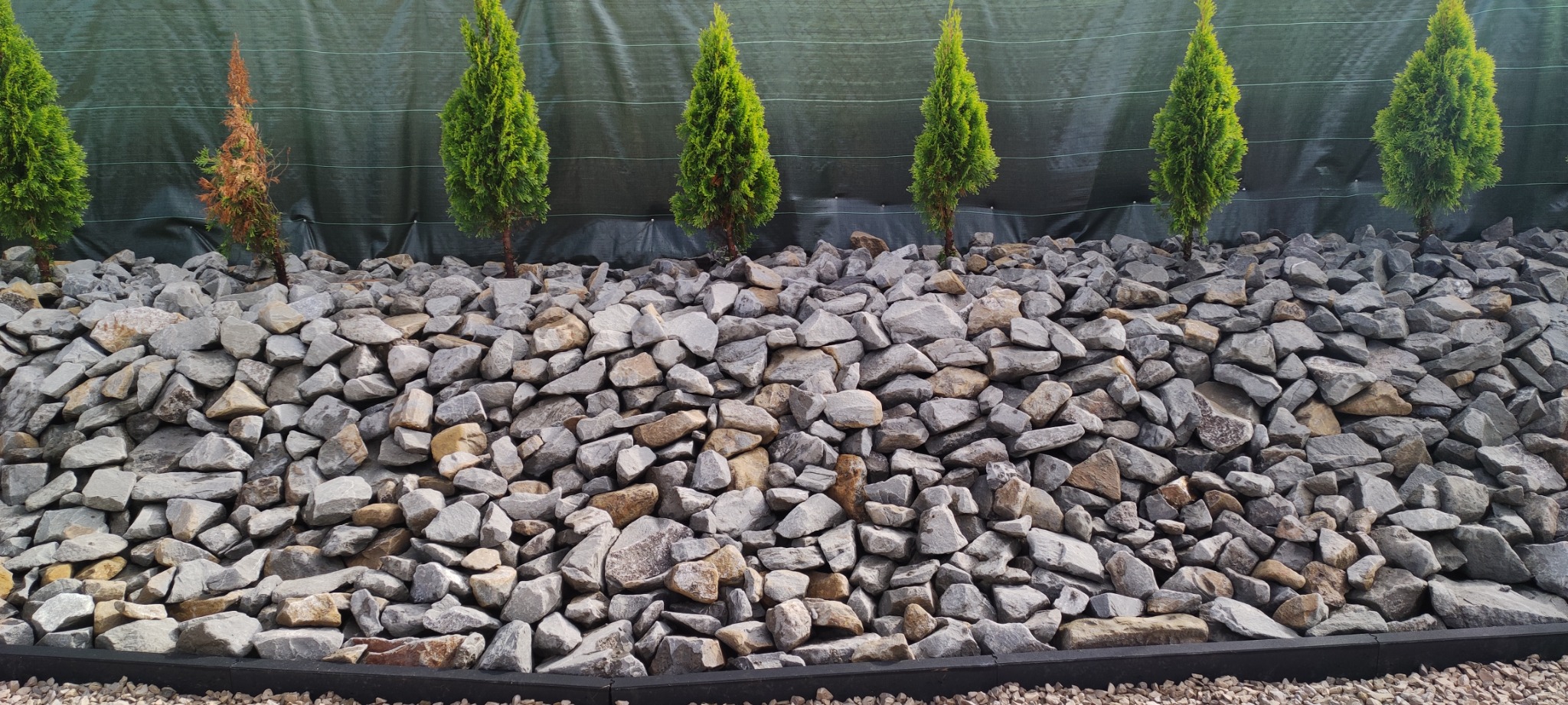 Aranżacja ogrodu z wysypaną szarą korą kamienną i rzędem zielonych, stożkowych tuj na tle zielonej siatki cieniującej, z jedną usychającą tują po lewej.