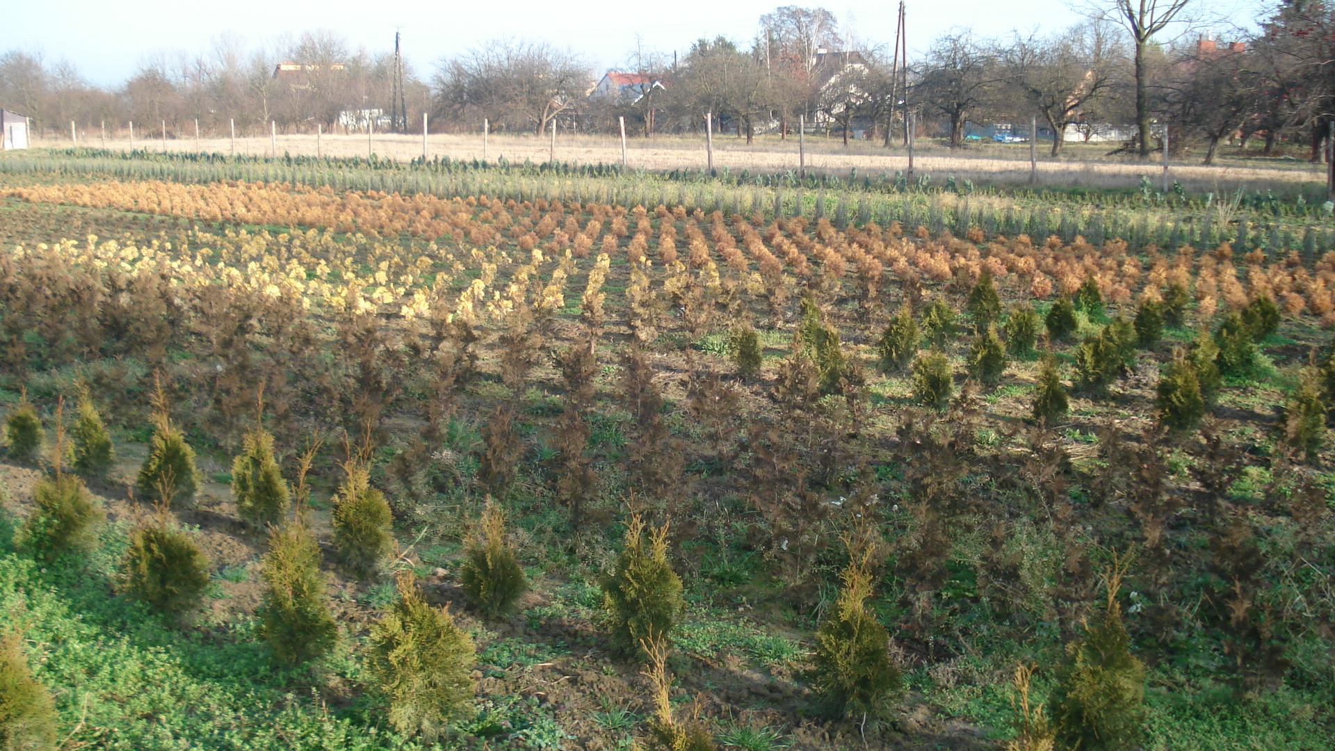 Szkółka Roślin Ozdobnych