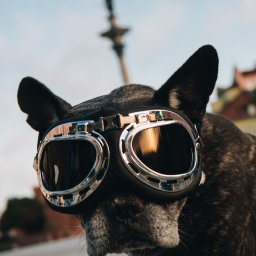 Mateusz Pudło - Profil buldoga francuskiego w skórzanych goglach lotniczych z chromowanymi oprawkami, na rozmytym tle miejskiego pomnika.