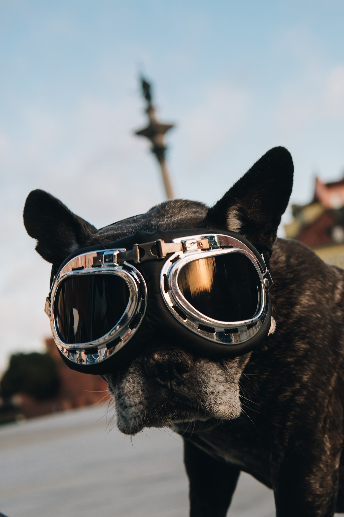 Profil buldoga francuskiego w skórzanych goglach lotniczych z chromowanymi oprawkami, na rozmytym tle miejskiego pomnika.