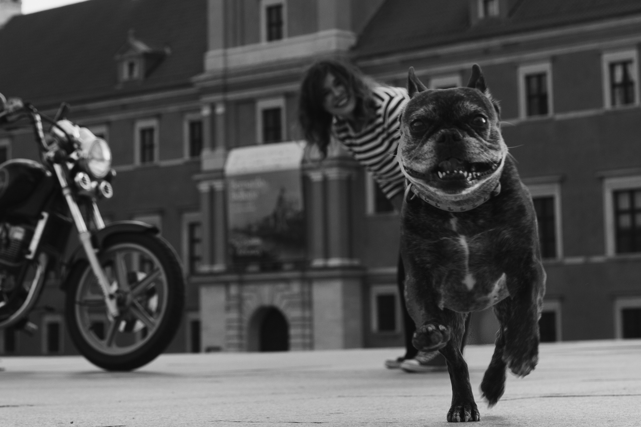 Czarno-białe zdjęcie psa rasy buldog francuski biegnącego w stronę obiektywu, z uśmiechniętą kobietą w tle i zaparkowanym motocyklem po lewej stronie, na tle budynku z oknami.