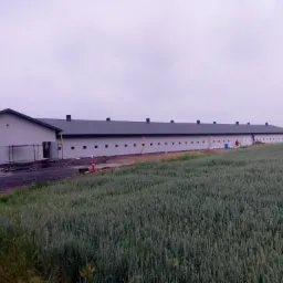 Długi, parterowy budynek gospodarczy z szarą elewacją i ciemnym dachem z blachy, widoczny zza pola zboża w pochmurny dzień. Prace wykończeniowe w toku, widoczne rusztowania i materiały budowlane.