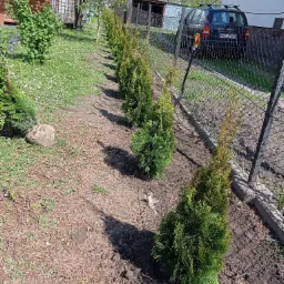 Rząd świeżo posadzonych, zielonych tuj wzdłuż ogrodzenia z siatki, jedna tuja w worku jutowym, samochód osobowy w tle, widoczne ślady po pracach ziemnych.