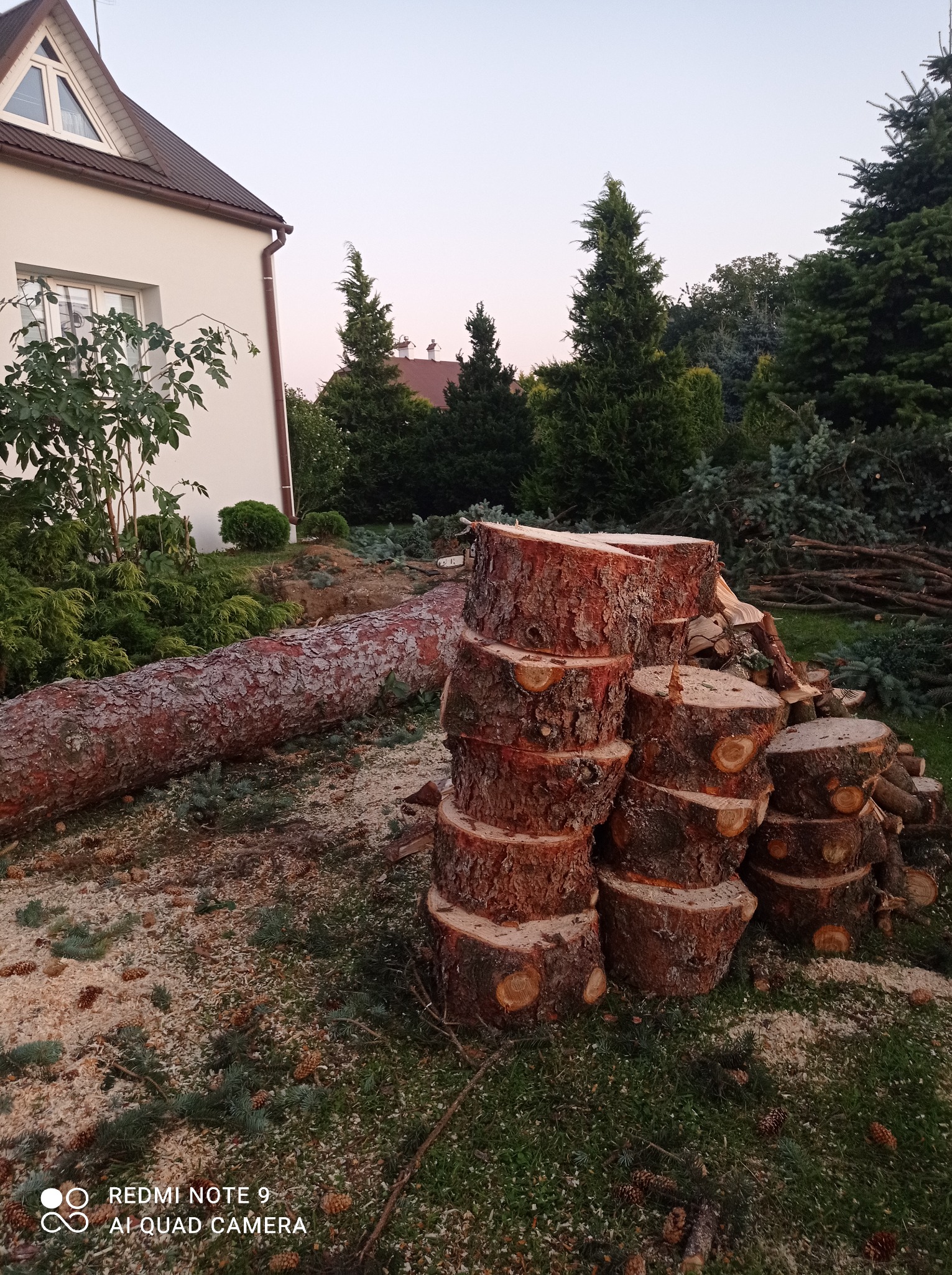 Ścięte drzewo na trawniku przed domem, pocięte na grube plastry, ułożone w stos. W tle iglaki i resztki gałęzi.