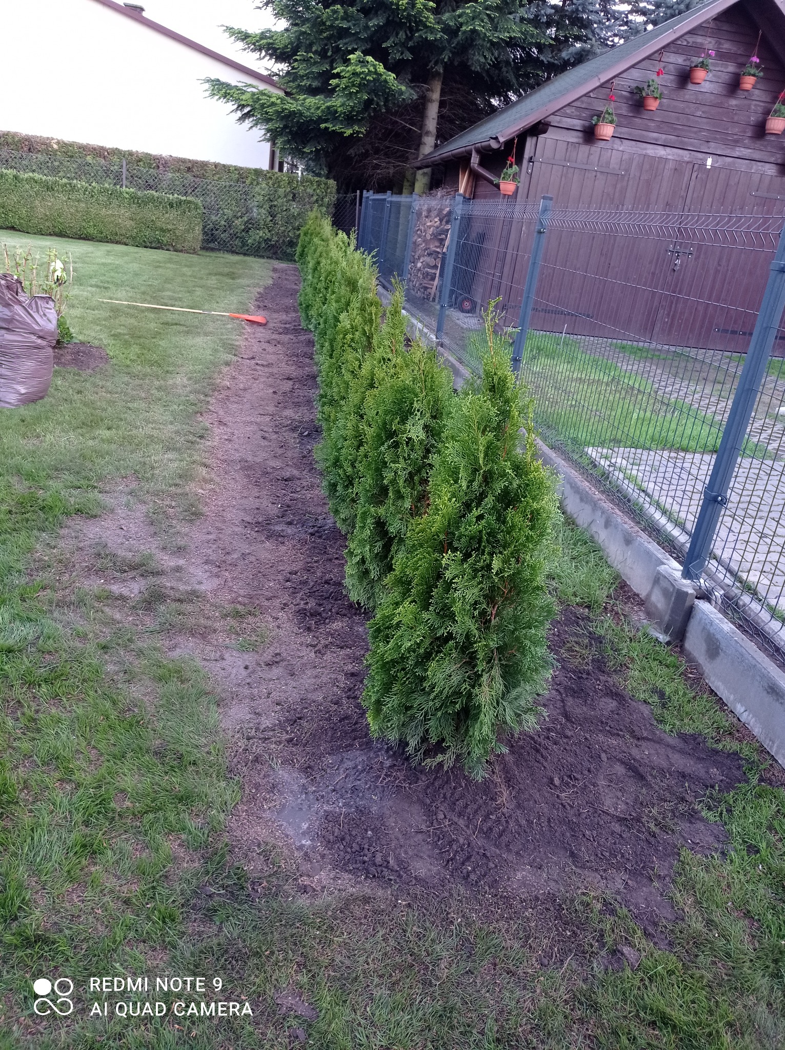 Równy szpaler świeżo posadzonych, stożkowych tui szmaragdowych wzdłuż metalowej siatki ogrodzeniowej, z widocznym przygotowanym pasem ziemi i narzędziami ogrodniczymi w tle.