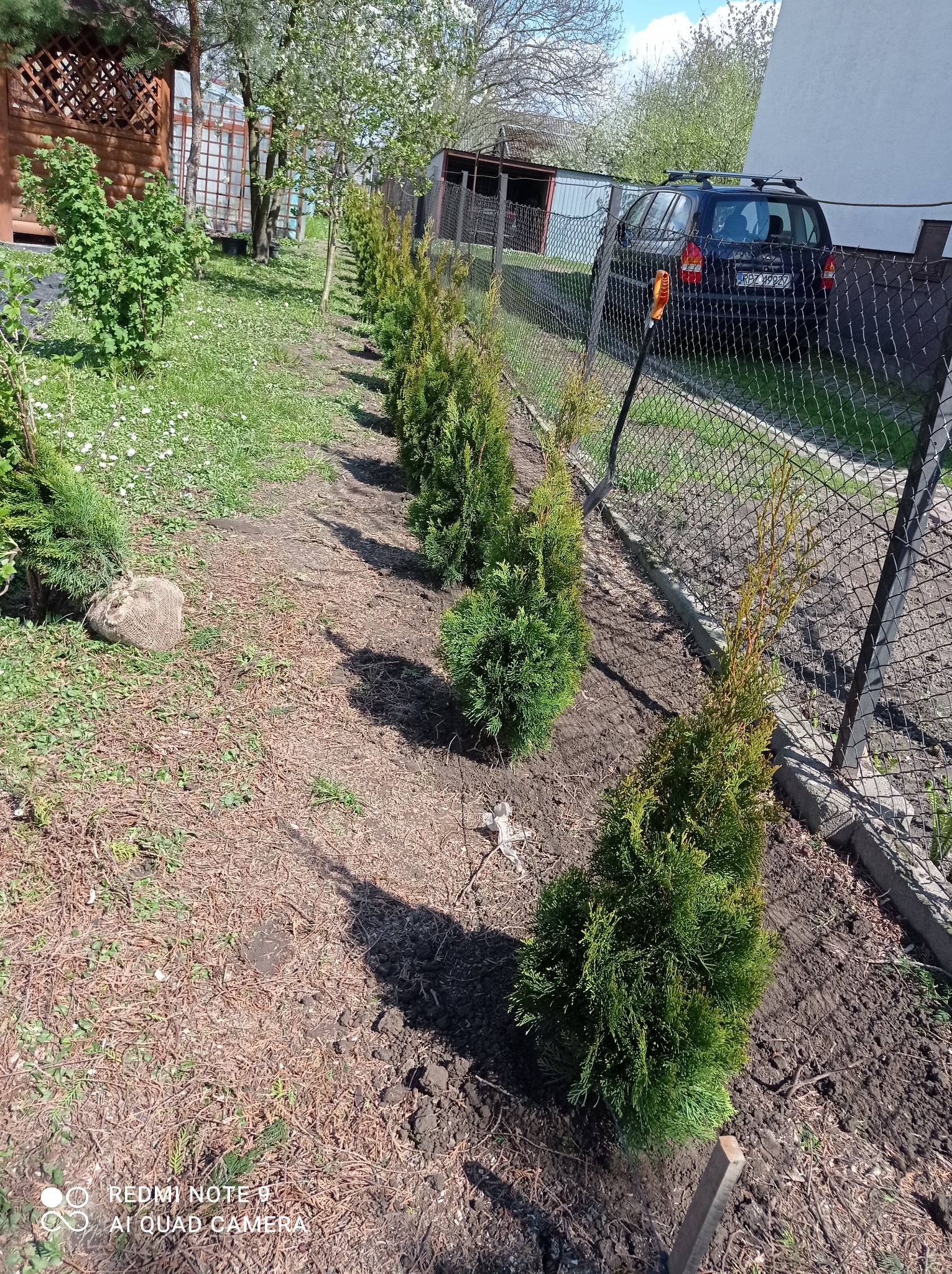Rząd świeżo posadzonych, zielonych tuj wzdłuż ogrodzenia z siatki, jedna tuja w worku jutowym, samochód osobowy w tle, widoczne ślady po pracach ziemnych.