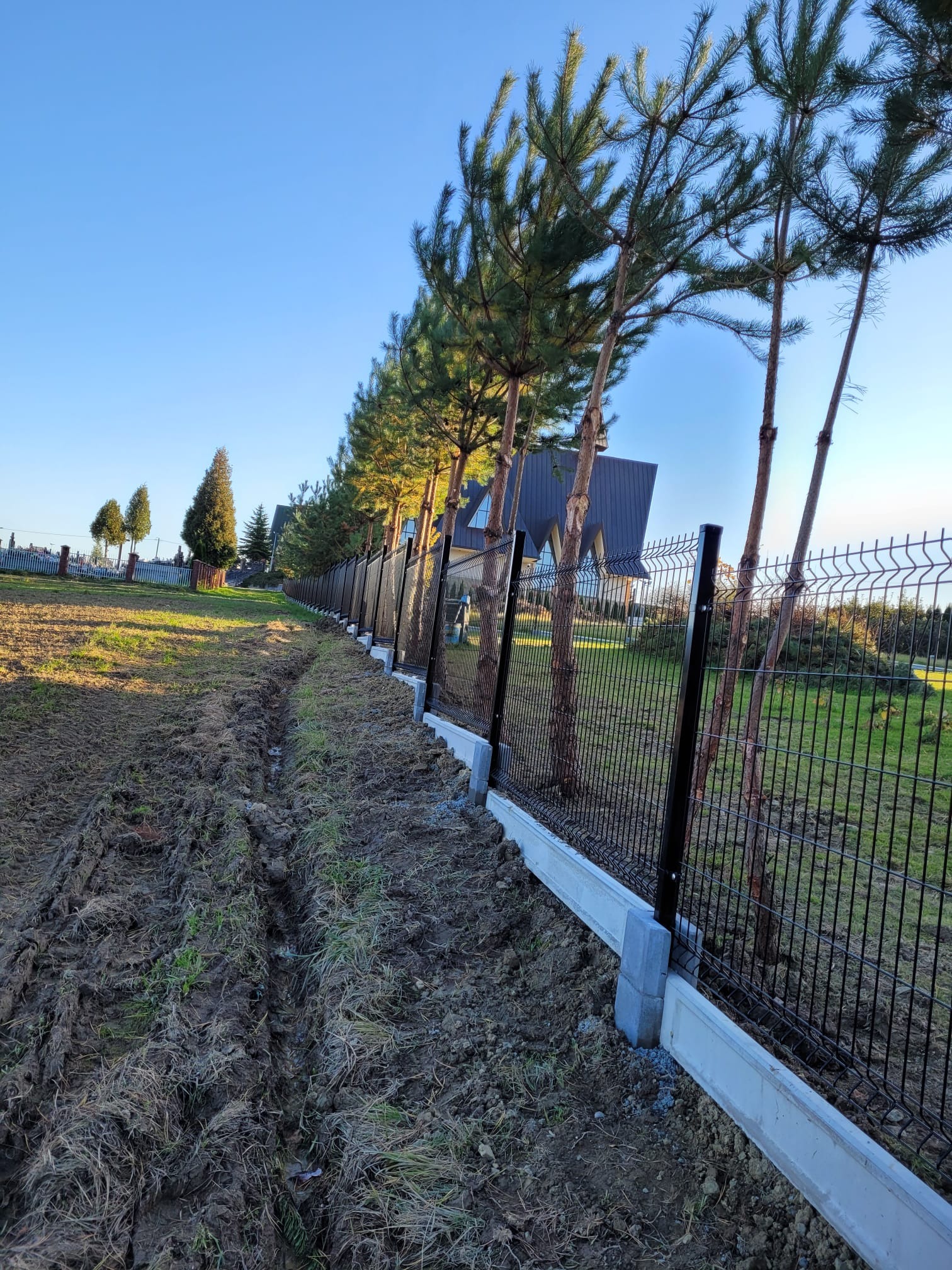 Nowo postawione, czarne ogrodzenie panelowe z podmurówką betonową, biegnące wzdłuż rzędu młodych drzew iglastych, na nierównym, błotnistym terenie.