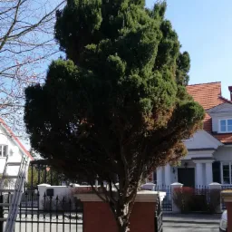 Formowana tuja szmaragd na tle domu z czerwoną dachówką i czarnym ogrodzeniem, widoczne brązowiejące gałęzie.