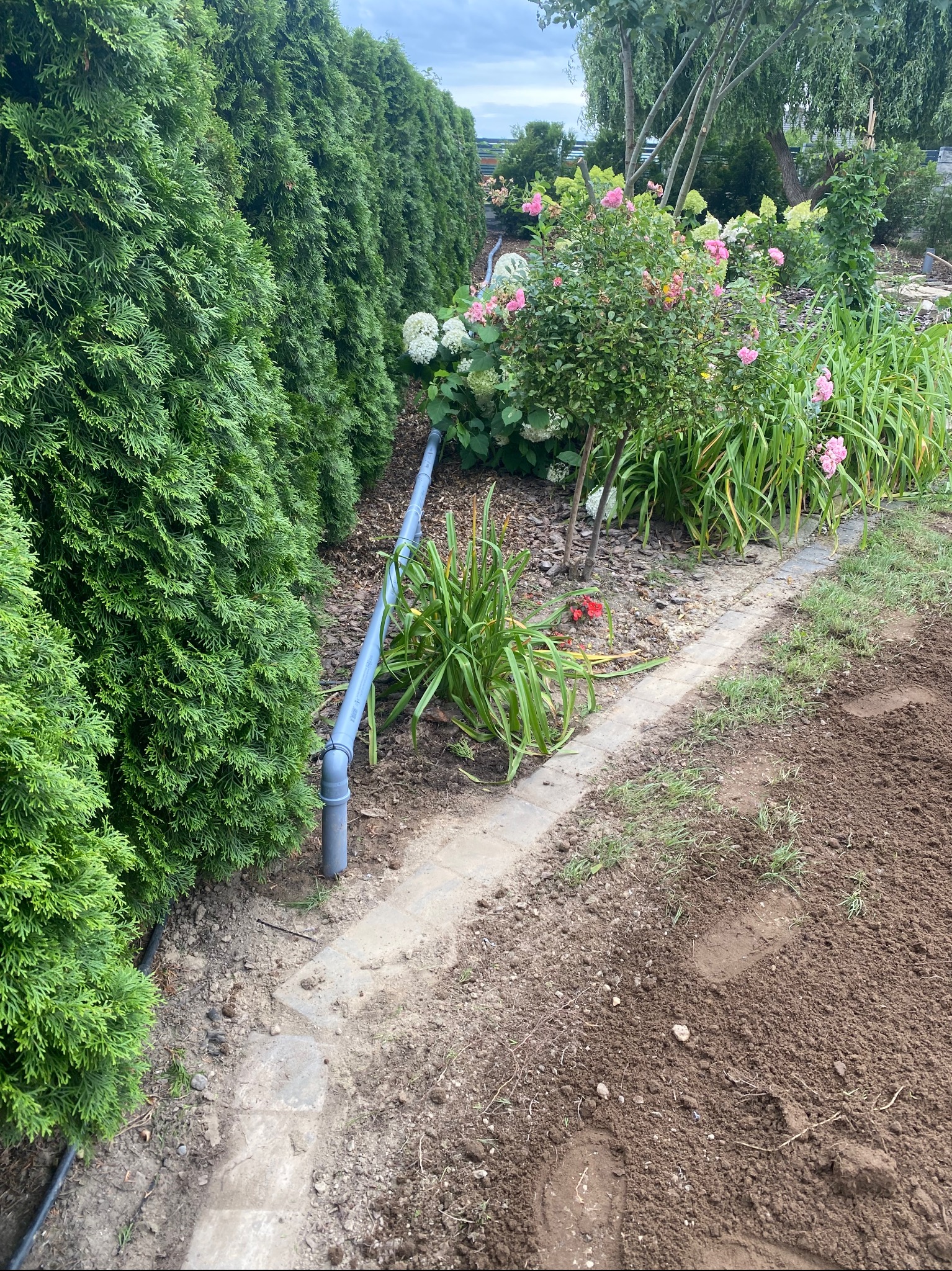 Niebieska rura drenażowa ułożona wzdłuż żywopłotu, odprowadzająca wodę w ogrodzie. Widoczne kwiaty hortensji i róże w tle.