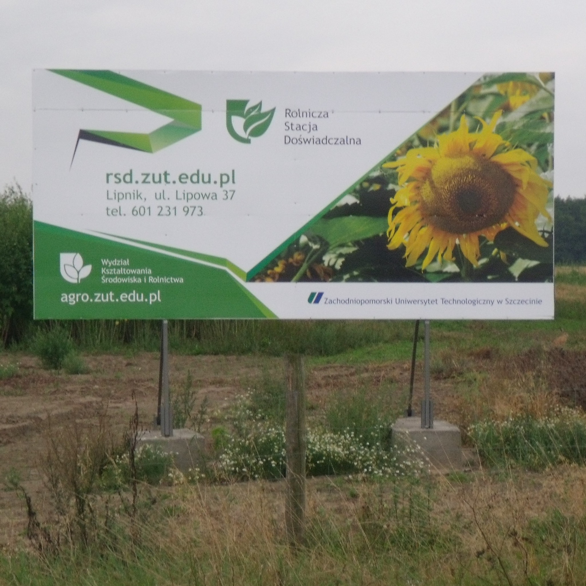 Billboard reklamowy z grafiką słonecznika i logotypami Rolniczej Stacji Doświadczalnej oraz Zachodniopomorskiego Uniwersytetu Technologicznego w Szczecinie, umieszczony na polu.